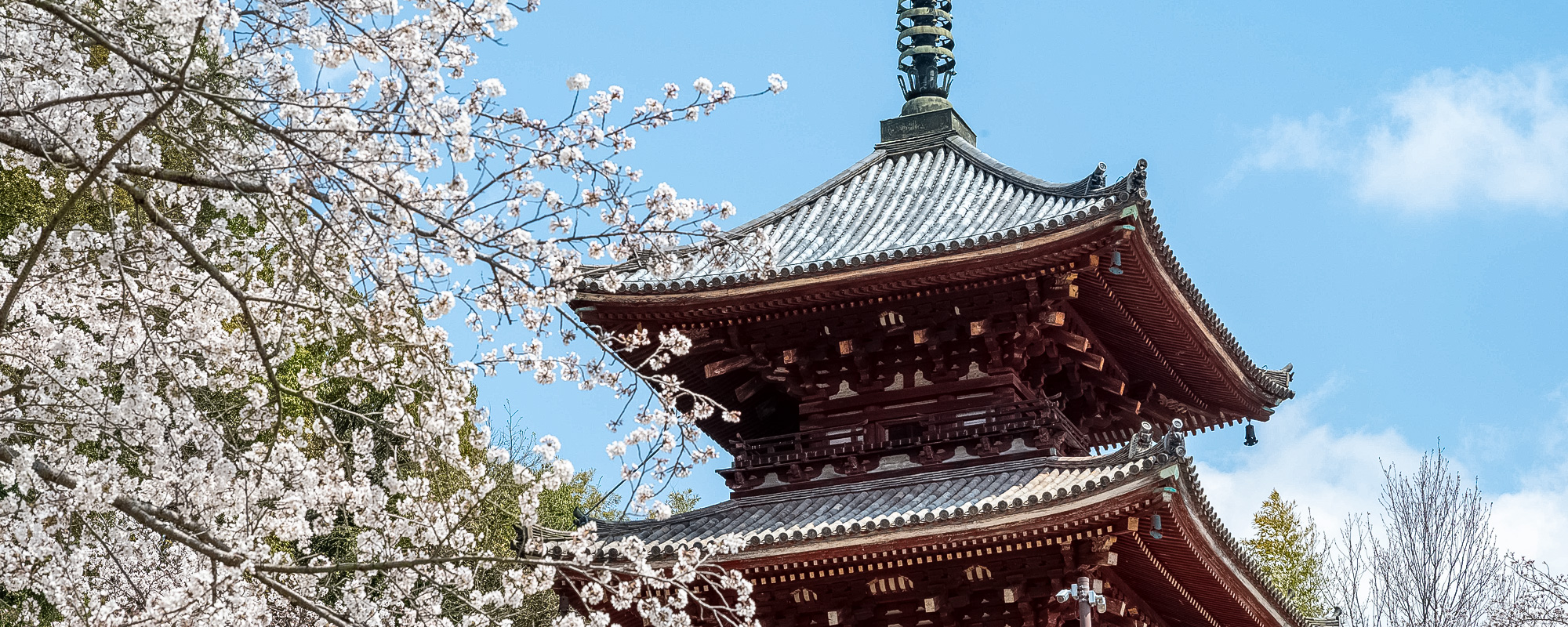 桜咲く西國寺三重塔