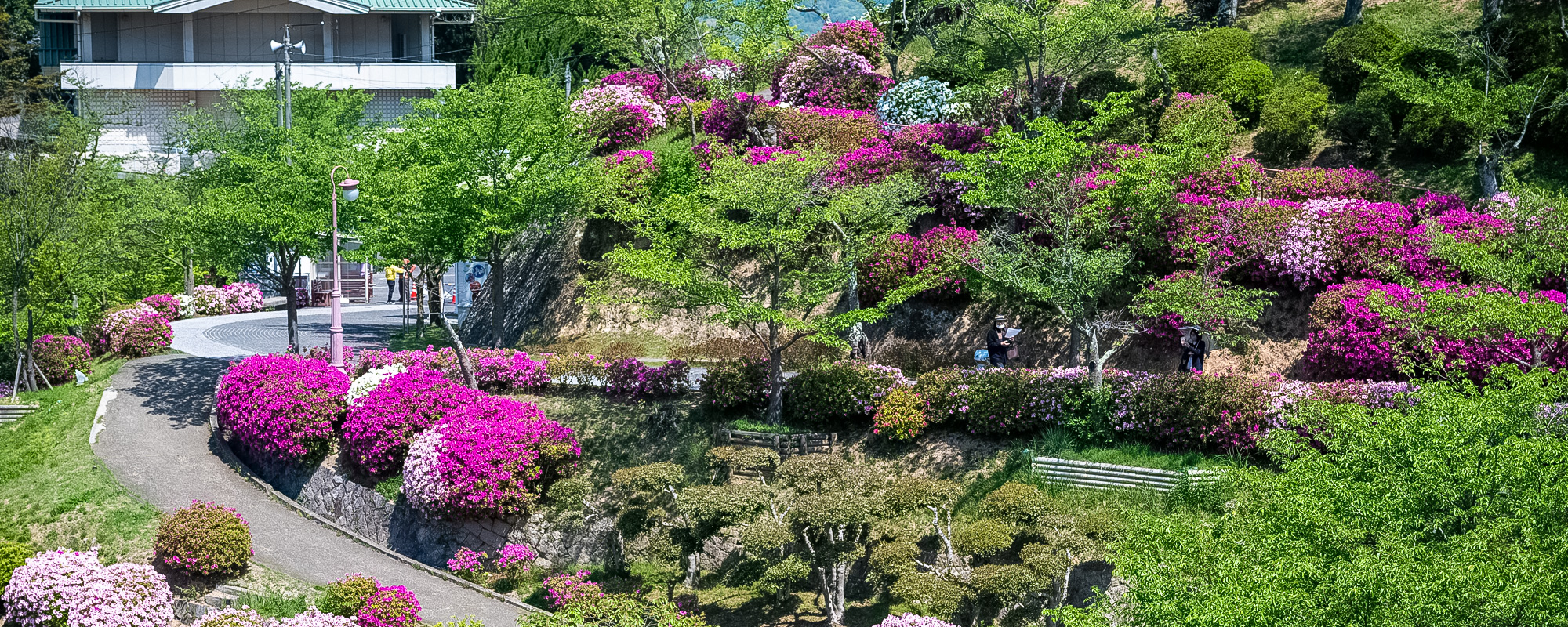 千光寺公園のツツジとフジ