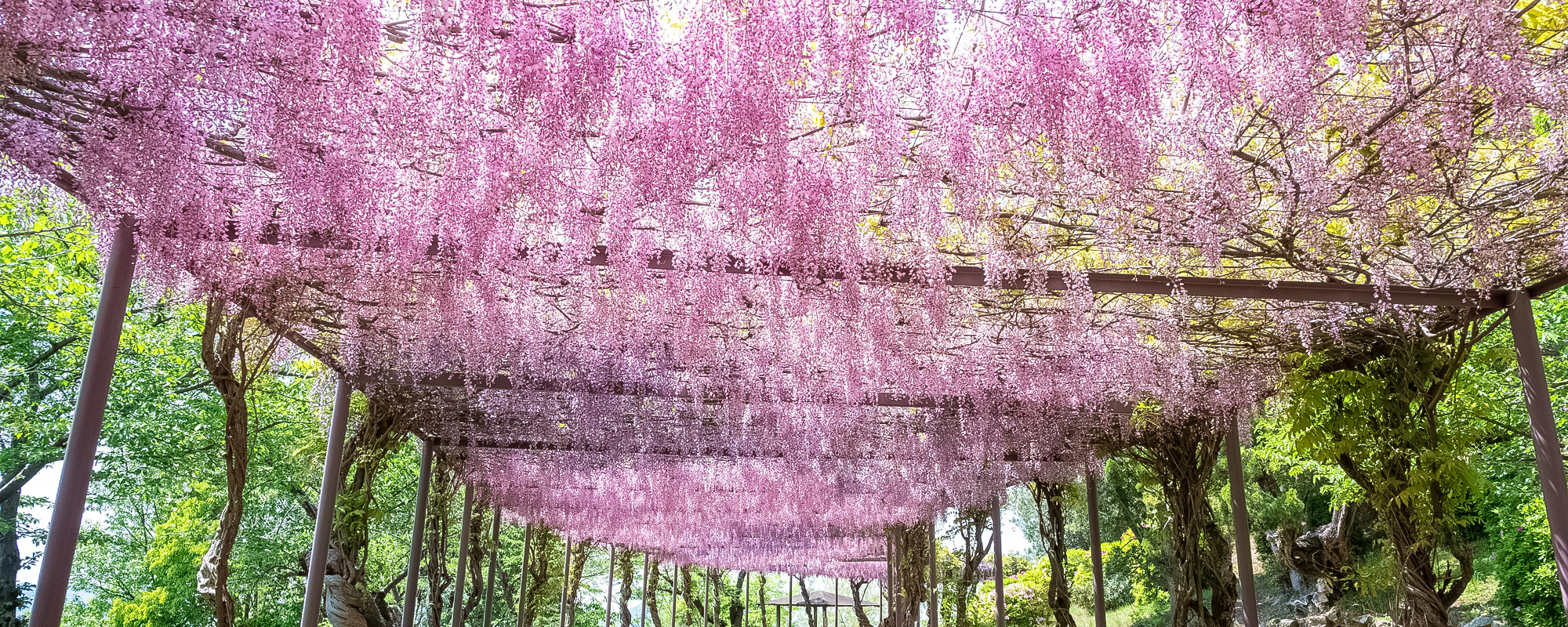 千光寺公園の藤棚