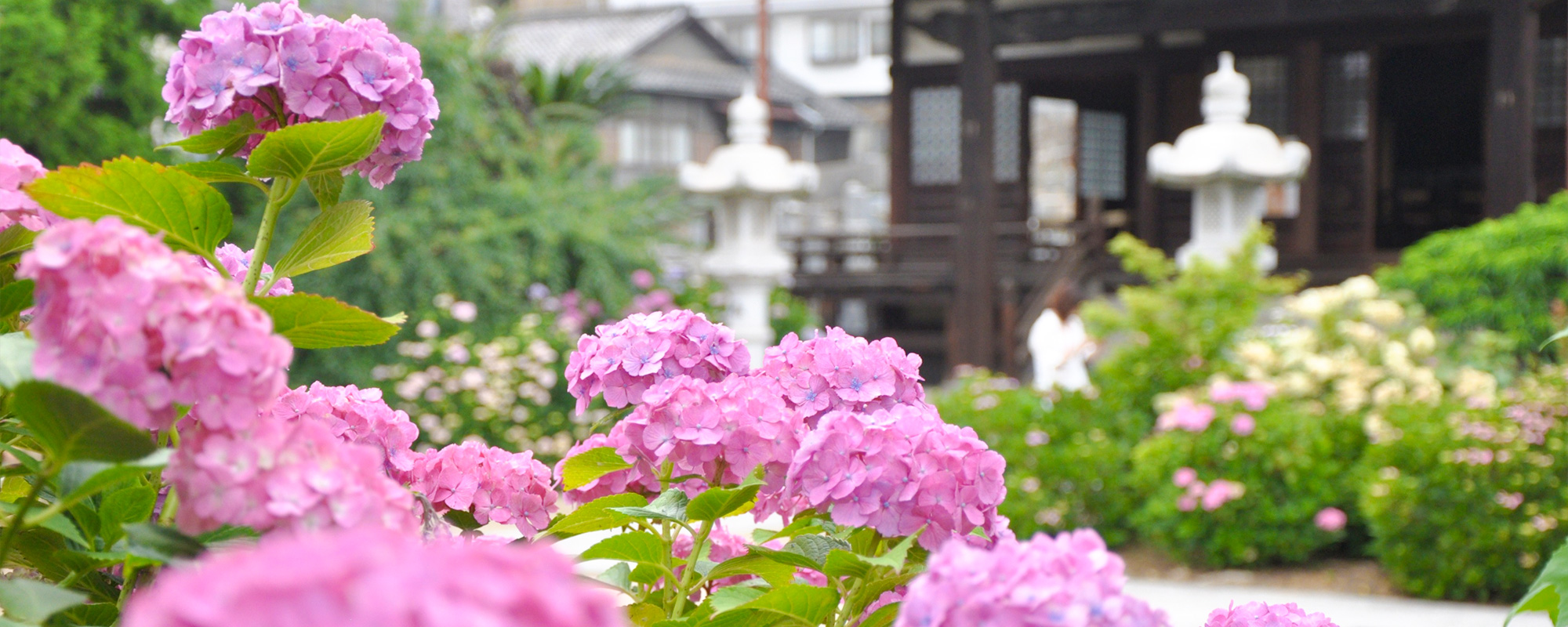 持光寺のあじさい